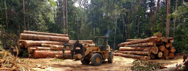 How Our Tree Care Process Works  in  Olton, TX