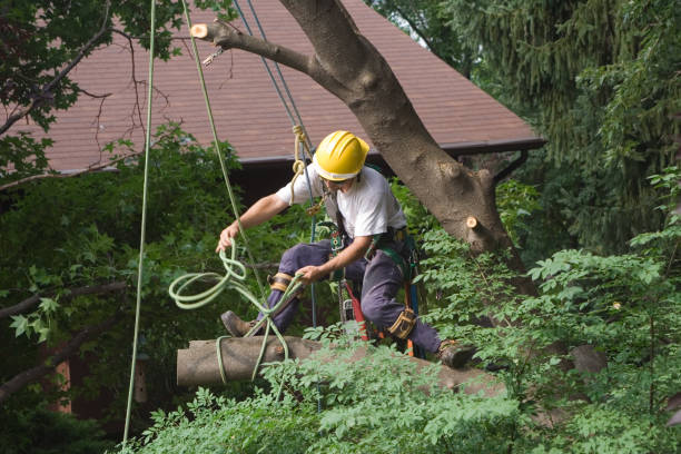 Professional Tree Care in Olton, TX