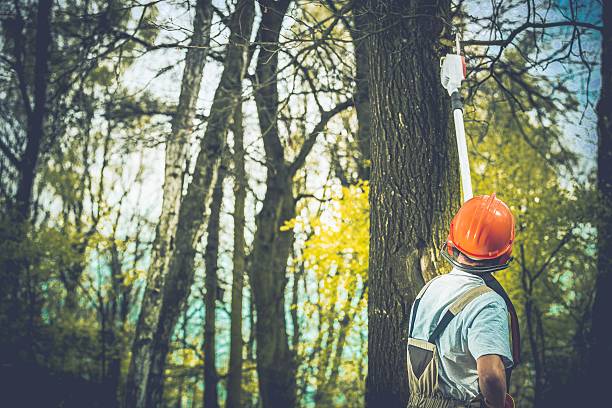 How Our Tree Care Process Works  in  Olton, TX